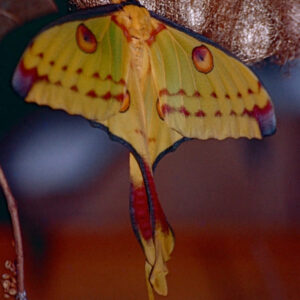 Argema mittrei (Madagascar Comet Moth)