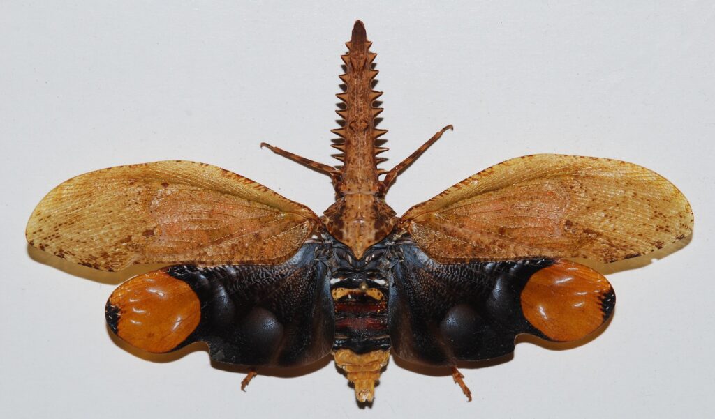 Cathedra serrata (Lanternfly)